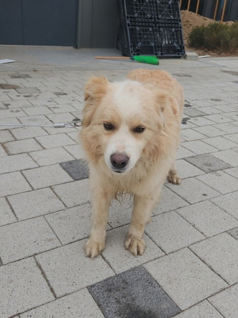 보호중 보더 콜리의…